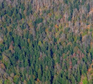 Parco Nazionale delle Foreste Casentinesi vista dall'alto